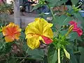Different color variation in the flower and different color flowers in the same plant.