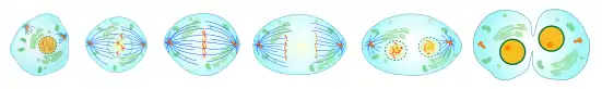 This diagram shows the different steps the cell goes through when it is undergoing cell division.