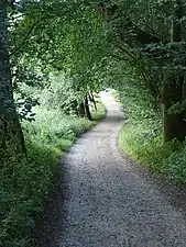 Forest parh