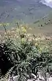 Flowering plant in the Jardin botanique du Tourmalet