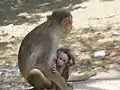Monkeys near Kanheri Caves