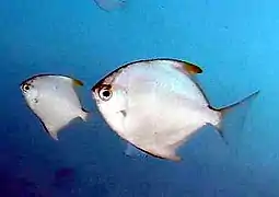 Silver moony (Monodactylus argenteus)