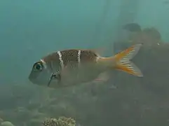 Redfin Emperor (Monotaxis heterodon)