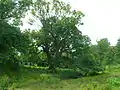 Ancient Sycamore and Montfode Cottages.