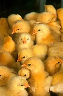 A group of chicks