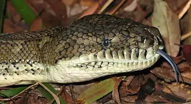 Image 7Forked tonguePhoto credit: LiquidGhoulThe head of a Coastal Carpet Python, the largest subspecies of Morelia spilota, a non-venomous Australian python, showing its forked tongue, a feature common to many reptiles, who smell using the tip of their tongue. Having a forked tongue allows them to tell which direction a smell is coming from.More selected pictures