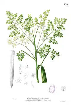 Drumstick Tree (Horse-radish, Munga Soudha in Hindi, Sojne in Bengali, Shevga-शेवगा in Marathi, Nugge kayi in Kannada, Midhosaragavo in Gujarati, Mulaga in Telugu and Murungai Maram முருங்கை மரம்  in Tamil;the fruit is Murungaikkai in Tamil and Malayalam) -- Moringa Oleifera