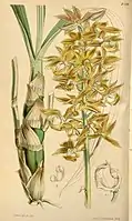 Mormodes cartoni, one of the species likely pollinated by E. mixta.