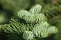 Closeup of thickly leaved branchlets