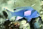 Pseudanthias morphoias