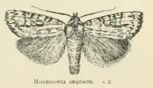 Morrisonia sequens