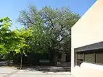 Morus albaWhite Mulberry