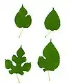 Leaf variation
