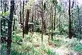 grassy area at 1250 metres above sea level