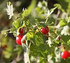 berries