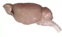 Mouse brain, lateral view