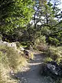 Hiking trail in Mount Tamalpais State Park