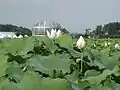 Lake in Muan with a Lotus-shaped building.