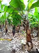 The very large leaves of the banana, Musa acuminata