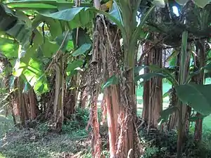 Musa × paradisiaca