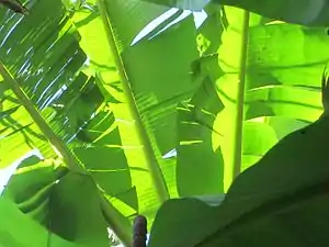 Musa × paradisiaca