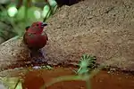 African firefinch