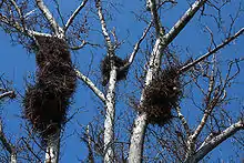 Nests in Zaragoza, Spain