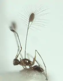 Mymar sp. (female)