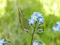 Flower head