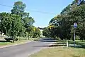 English Elm in early autumn, Myrniong, Victoria