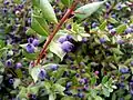 Myrtle berries.