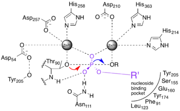Active site schematic