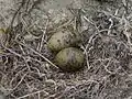 Black-fronted tern eggs.