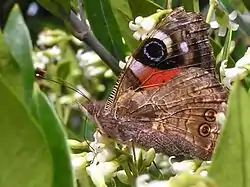 Eyespot