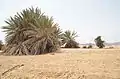 Nabq Protected Area
