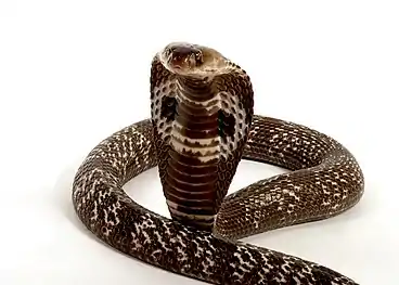 Bhujangasana is named for its resemblance to a cobra with its hood raised.