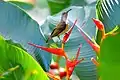 Naked-faced spiderhunter, Philippines