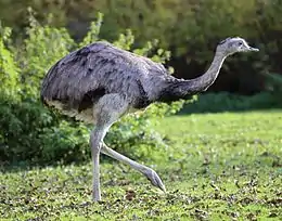 the greater rhea is the largest south american bird weighing up to 40&nbsp;kg (88&nbsp;lb).