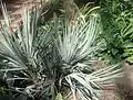 Silvery-blue foliage of Nannorrhops ritchiana