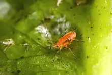 alt = Adult Nasonovia ribisnigri