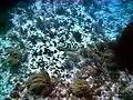 Endangered Nassau grouper (Epinephelus striatus) at Marker 32 reef, June 2010