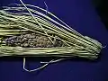 Nattō wrapped in rice straw, old-style nattō package