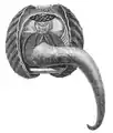 Anthocardia tuberculata. Illustration from Natural History: Mollusca (1854), p.&nbsp;271