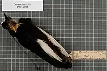 Male Carola's Parotia specimen.
