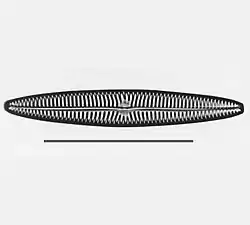 Navicula tripunctatatype species&nbsp;&nbsp;&nbsp;&nbsp;&nbsp;&nbsp;scale= 50 µm
