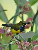 Male of C. j. plateniManado