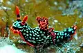 N. kubaryana with dot patern at Lembeh, Indonesia