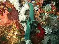 Nembrotha milleri at Verde Island, the Philippines