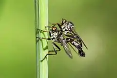 Mating pair