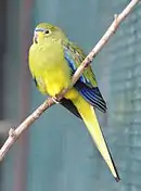 Captive at Walsrode Bird Park, Germany